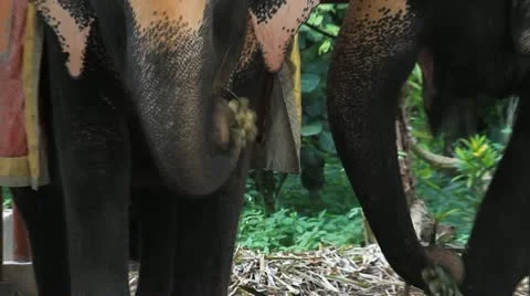 Elephant Video stock 12377404