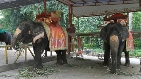 Elephant Video stock 12377639