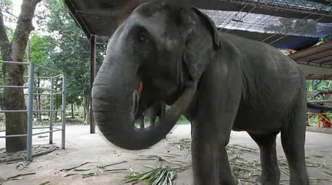 Elephant 動画素材 12377749