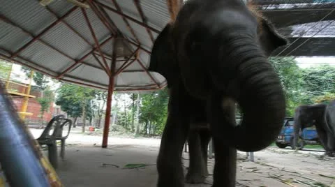 Elephant Stock Footage 12378043