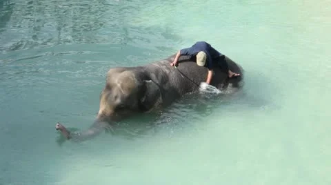 Elephant Video stock 13377705