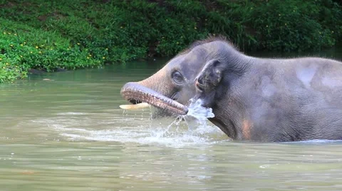 Elephant 库存影片 20933407