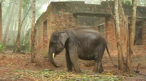 Elephant Stock Footage 22105253