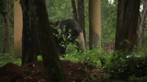 Elephant Stock Footage 22105276