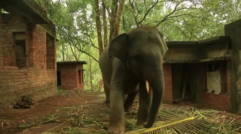 Elephant Stock Footage 22105486