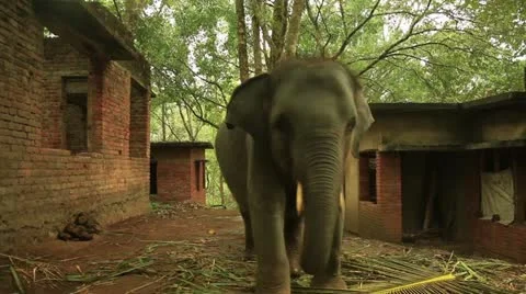 Elephant Stock Footage 22105497
