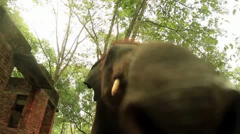 Elephant Stock Footage 22105507