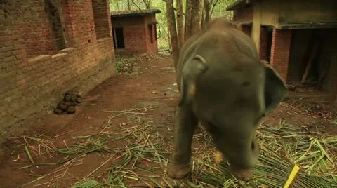 Elephant 스톡 동영상 22105512