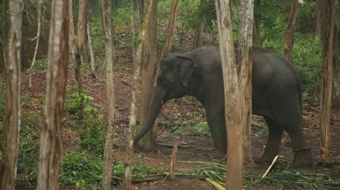 Elephant Stock Footage 22105522