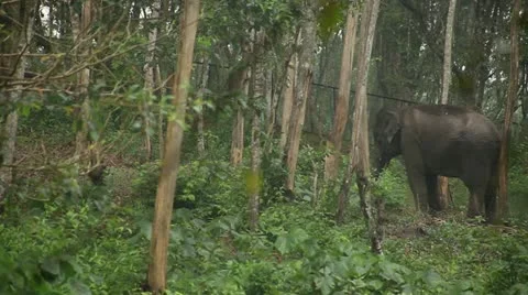 Elephant Stock Footage 22105528