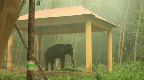 Elephant Stock Footage 22105571