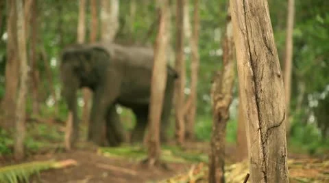 Elephant Stock Footage 22105597