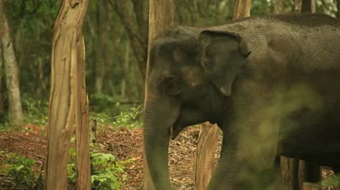 Elephant Stock Footage 22105654