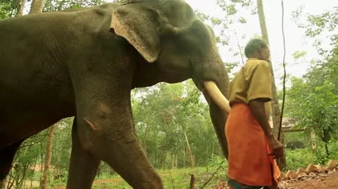 Elephant Stock Footage 22109092
