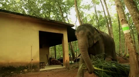 Elephant Stock Footage 22109129