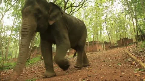 Elephant Stock Footage 22109151