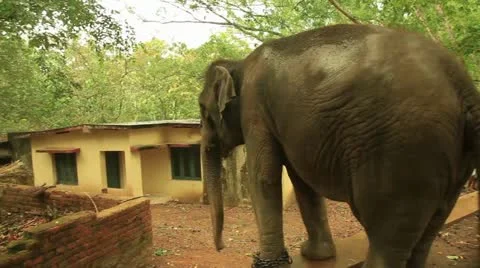 Elephant Stock Footage 22109169