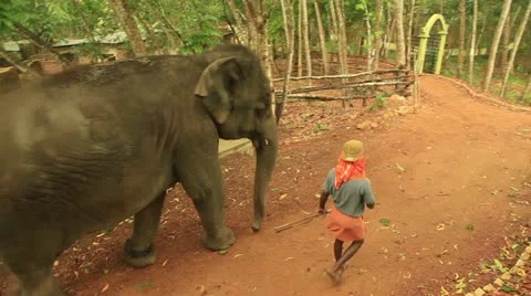 Elephant Stock Footage 22109183