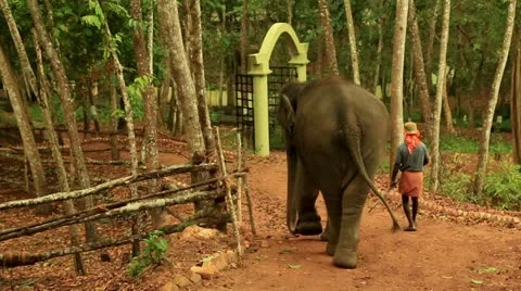 Elephant Stock Footage 22109209