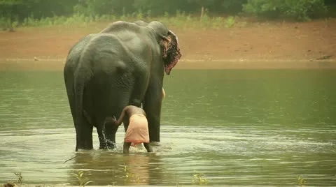 Elephant Stock Footage 22109264