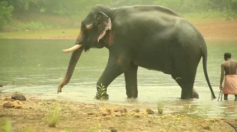 Elephant Stock Footage 22109296