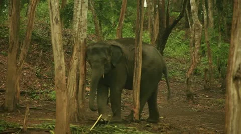 Elephant Stock-Footage 22109846
