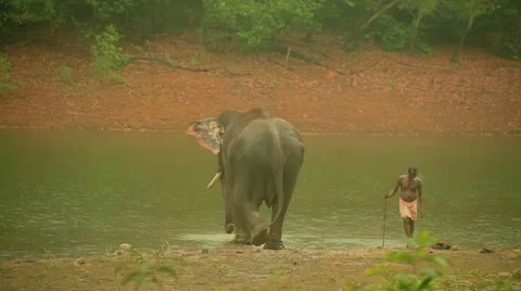 Elephant Stock Footage 22110568