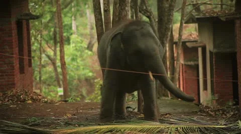 Elephant Vidéo 22110792