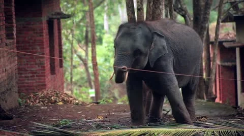 Elephant Video stock 22110820