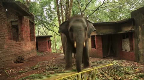 Elephant Stock Footage 22110835