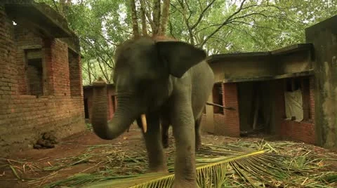 Elephant Stock Footage 22110849