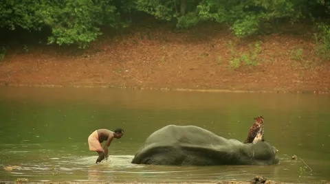 Elephant Stock Footage 22111166