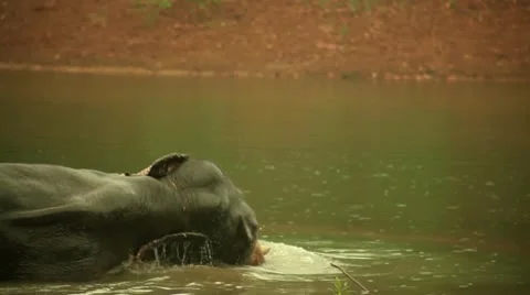 Elephant Stock Footage 22111204
