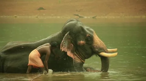 Elephant Stock Footage 22111224