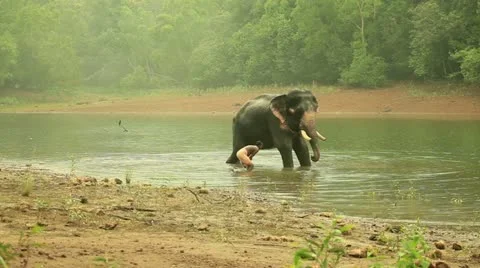 Elephant Stock Footage 22111289