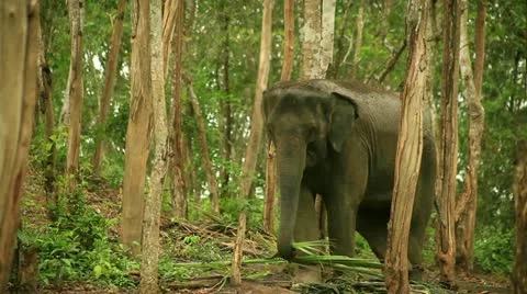 Elephant Stock Footage 22111359
