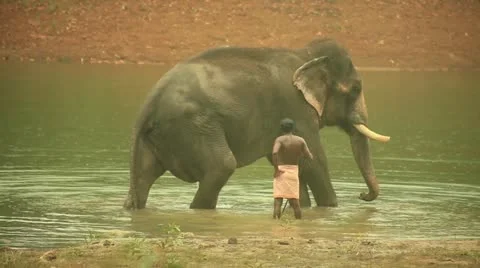 Elephant Stock Footage 22111402