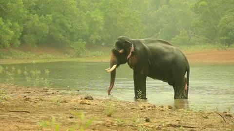 Elephant Stock Footage 22111570