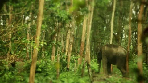 Elephant Stock Footage 22123493