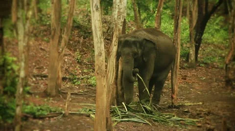 Elephant Stock Footage 22123586