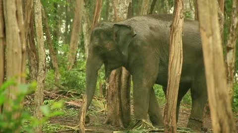 Elephant Stock Footage 22123802