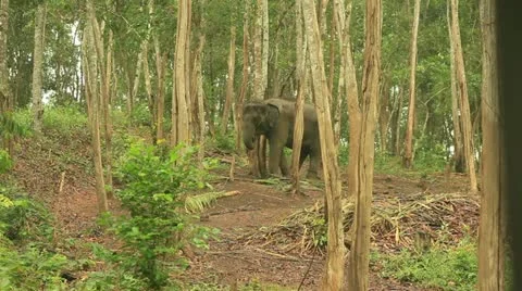 Elephant Stock Footage 22123838