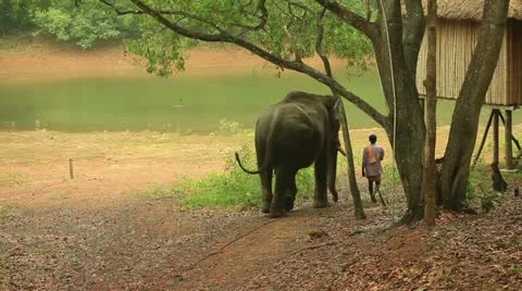 Elephant Stock Footage 22123872