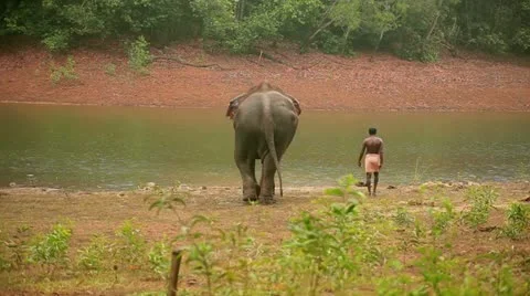 Elephant Stock Footage 22123932