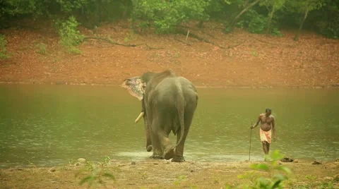 Elephant Stock Footage 22124000