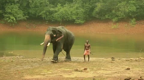 Elephant Stock Footage 22124104