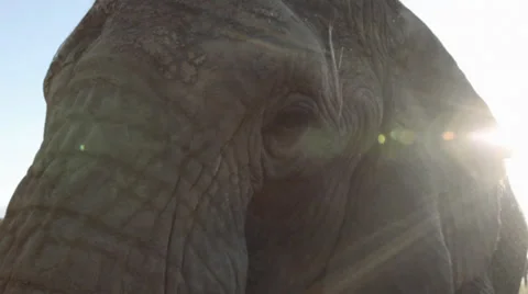 Elephant Stock-Footage 27361607