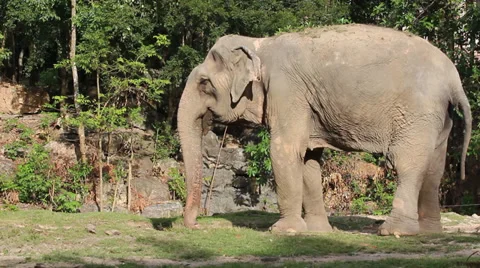 Elephant Stockbeeldmateriaal 33060081