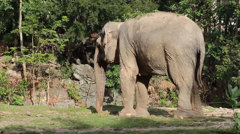 Elephant 動画素材 33060952