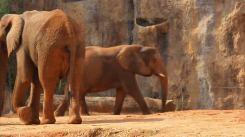 Elephant Stock Footage 36518527